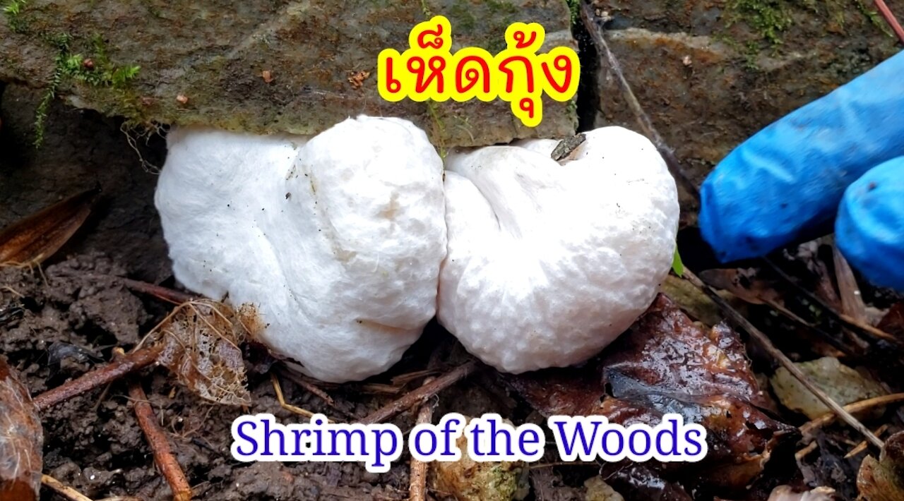 เก็บเห็ดกุ้งต่อจากคลิปที่แล้ว Foraging Shrimp of the Woods
