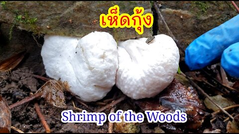 เก็บเห็ดกุ้งต่อจากคลิปที่แล้ว Foraging Shrimp of the Woods