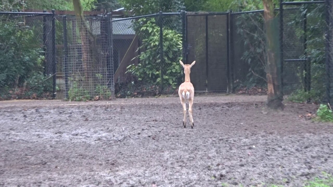 Indische Antilope in Diergaarde Blijdorp