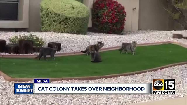 Cat colony taking over Mesa neighborhood