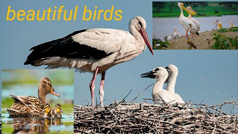 Water and birds living near it #nature