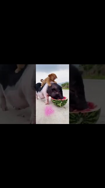 Cute and Funny Dog Videos