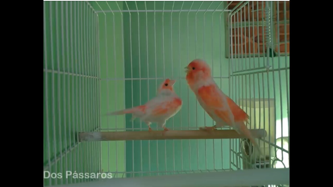 Belgian canary mating