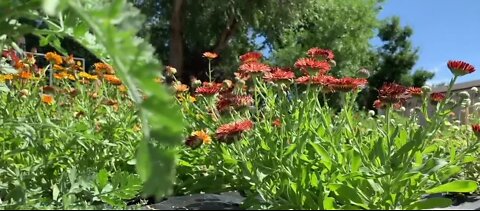 Flower farm transitions to vegetables