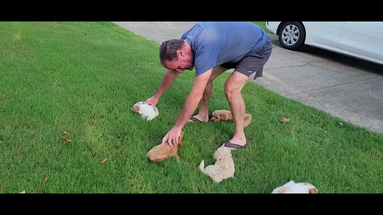 W Litter - 1st Time Outside (6 wks old today)(2)