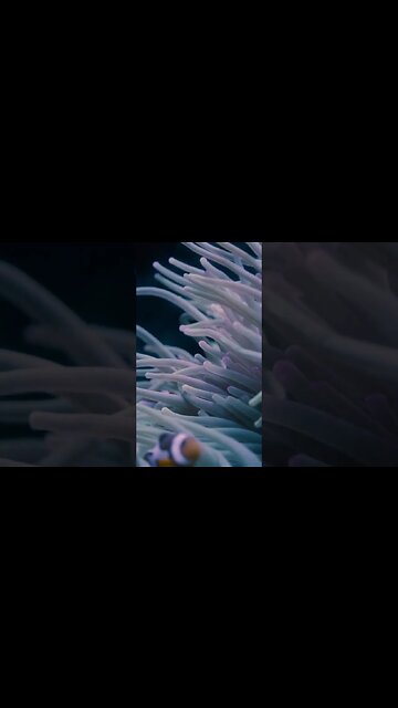 Clownfish 🐠 #fish #underwater #nature #videography #viral #viralvideo