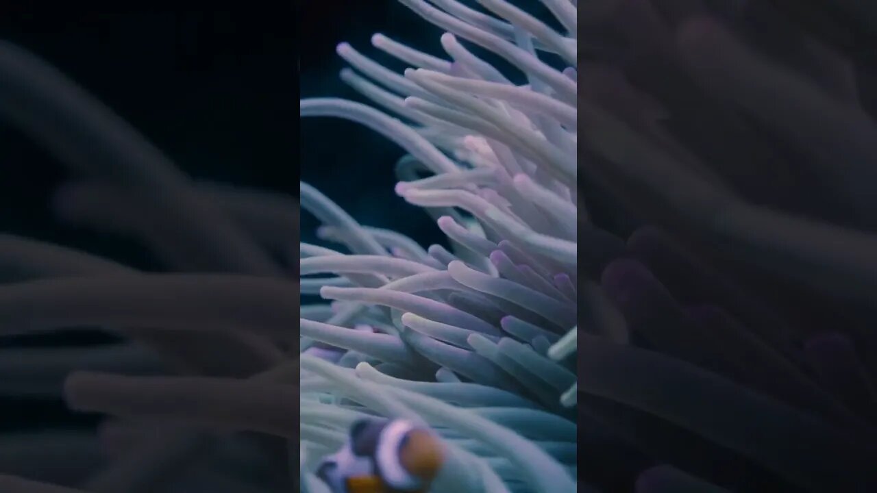 Clownfish 🐠 #fish #underwater #nature #videography #viral #viralvideo