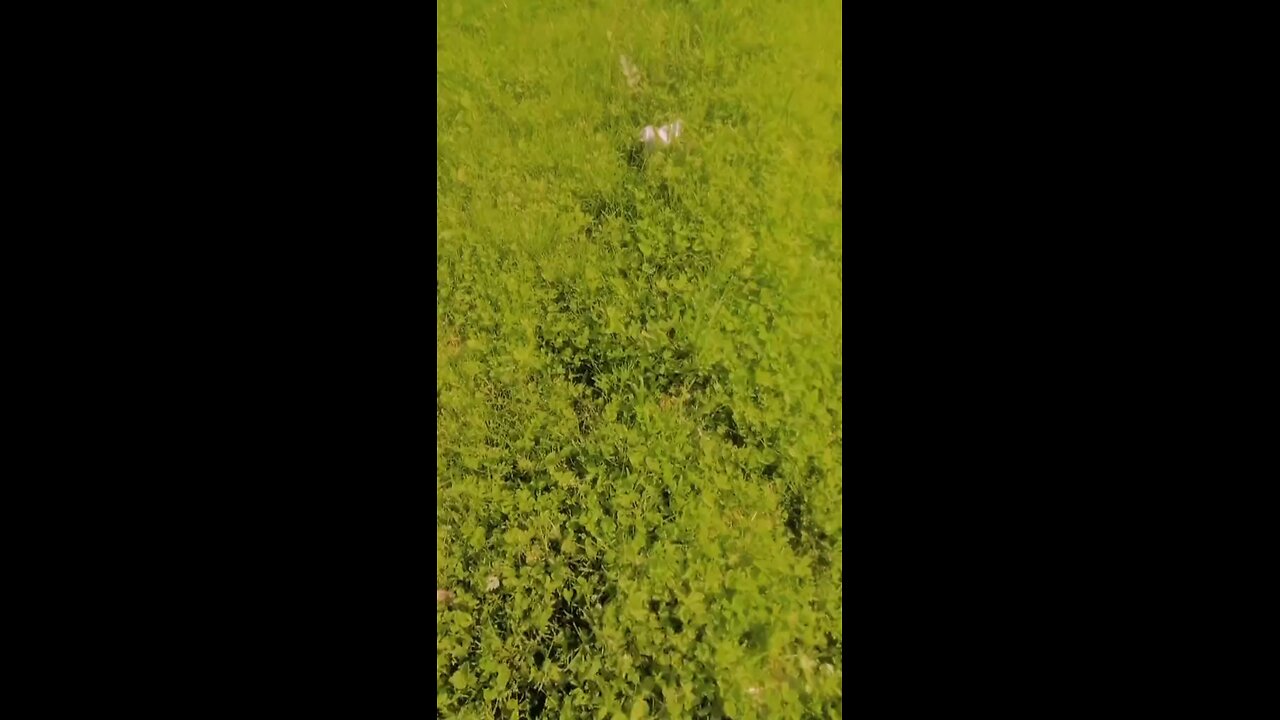 honey i need a holiday pelican 2024