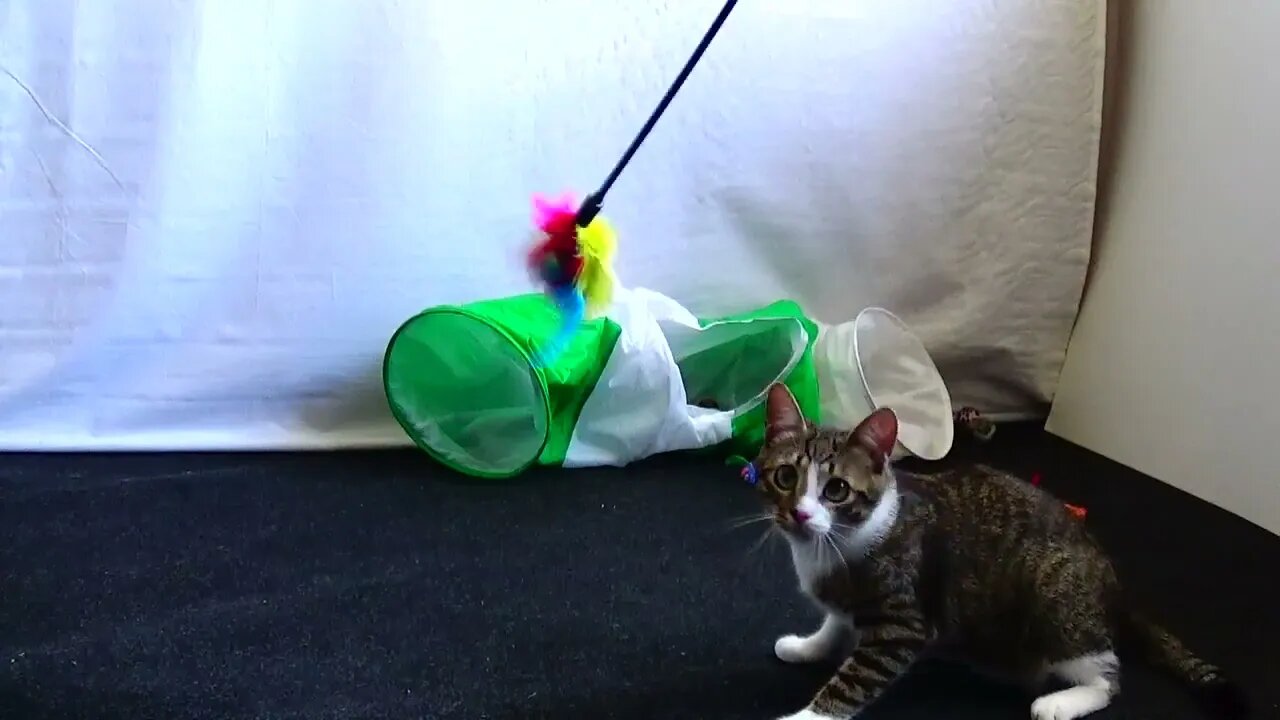 Funny Kitten Steals the Feather Toy