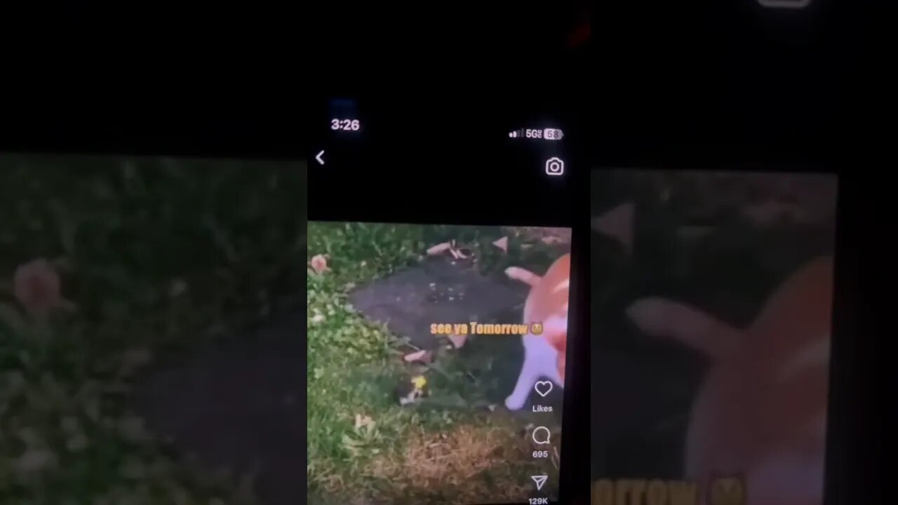 Cat turns mouse gay lol