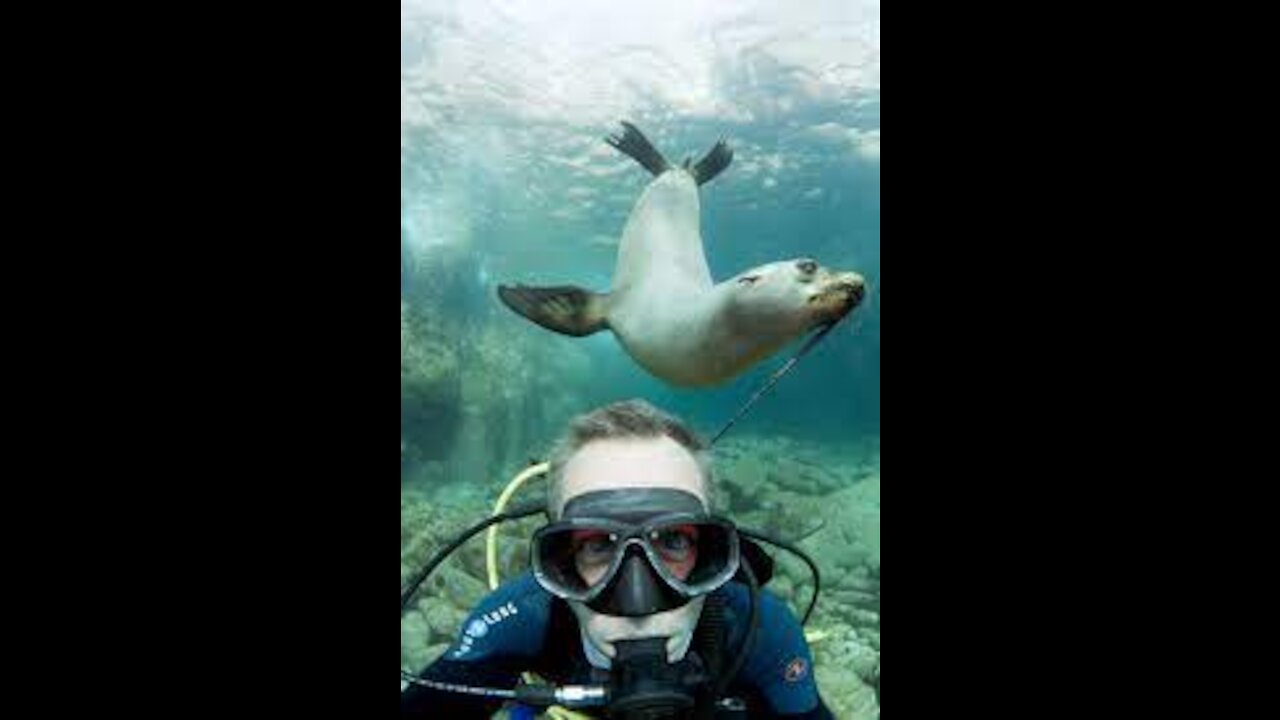 WOW, A Diver Went Underwater But NEVER Expected This Encounter