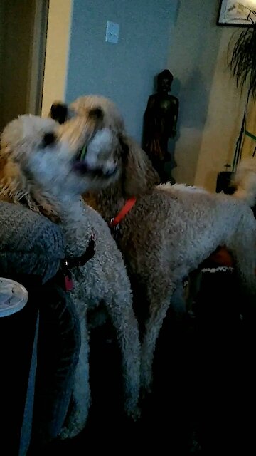 Banjo back at it with bragging