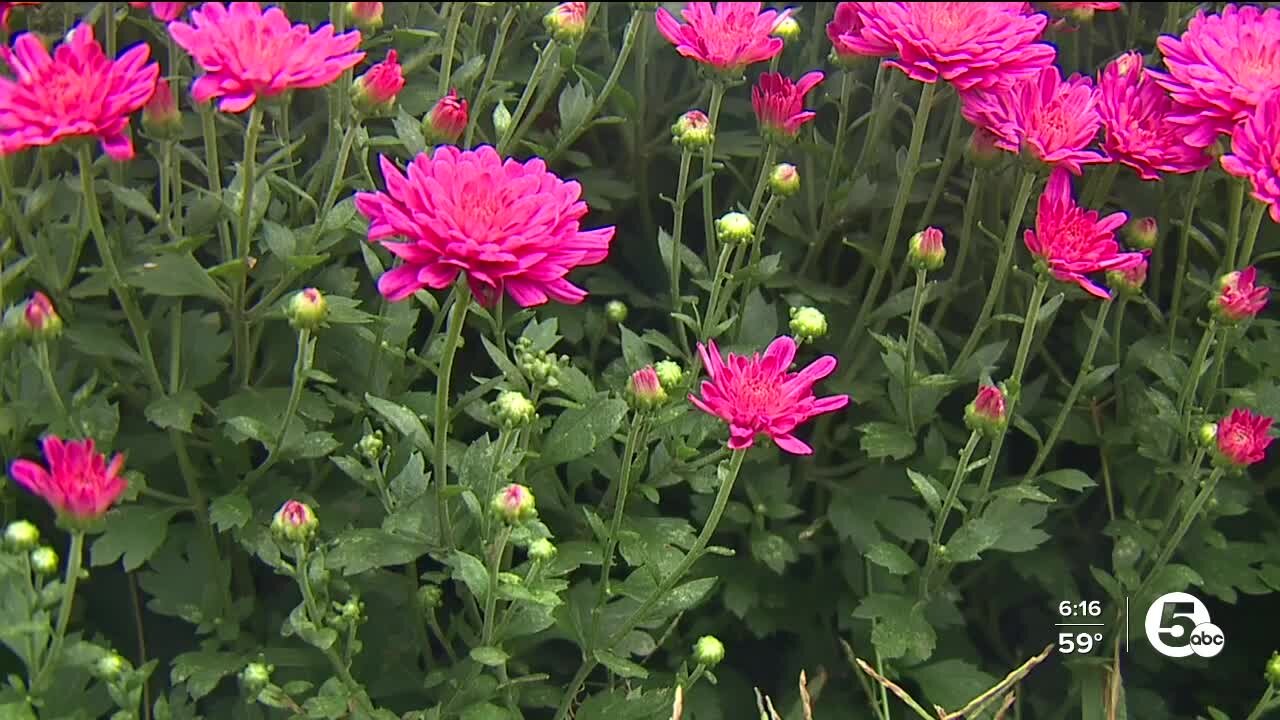 Thousands of mums blooming for Barberton's 32nd Mum Fest