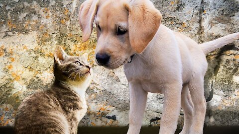 Cats meets dog for very fist time! WOW!