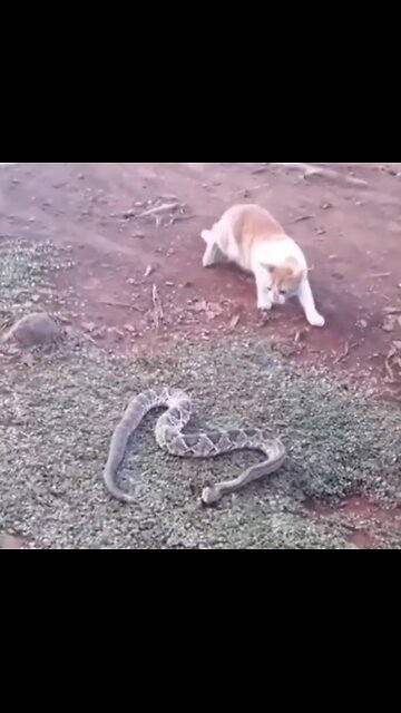 Snake attacks on Cat
