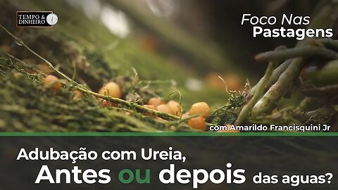 Foco nas Pastagens : Adubação com ureia antes ou depois do período das águas?