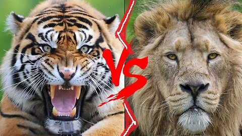 Lion VS Tiger