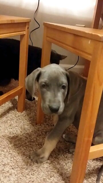 Fifer and Ebina 12/26/2020