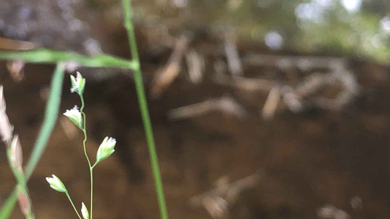 Relaxing Refocus Pond Flower