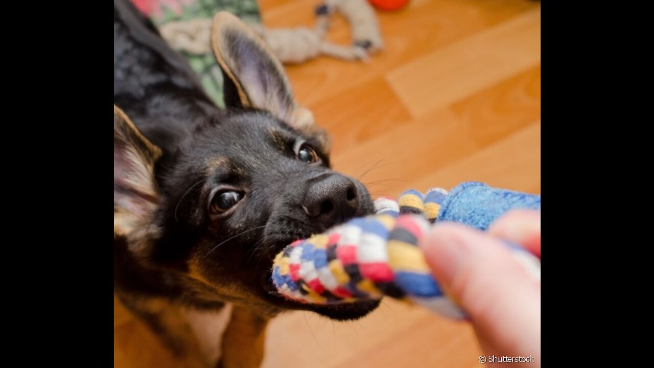 Dogs and puppies jumping playing video
