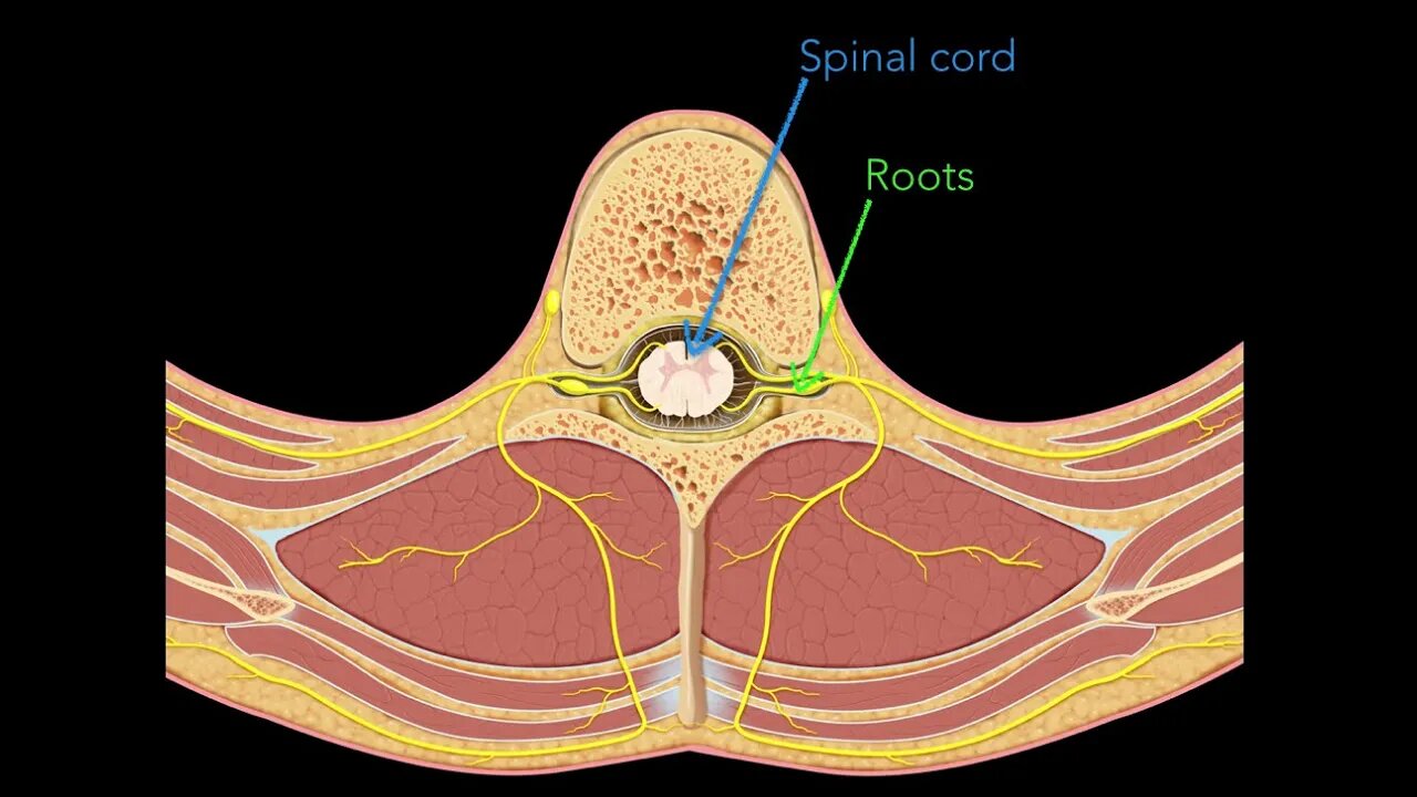 Spinal nerves