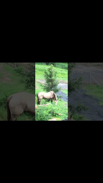Arthur the Rescue Horse Happily grazing