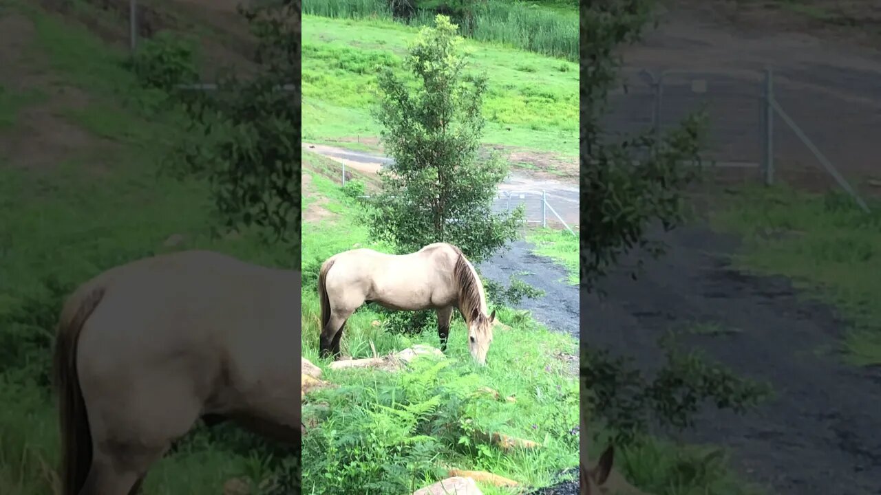 Arthur the Rescue Horse Happily grazing