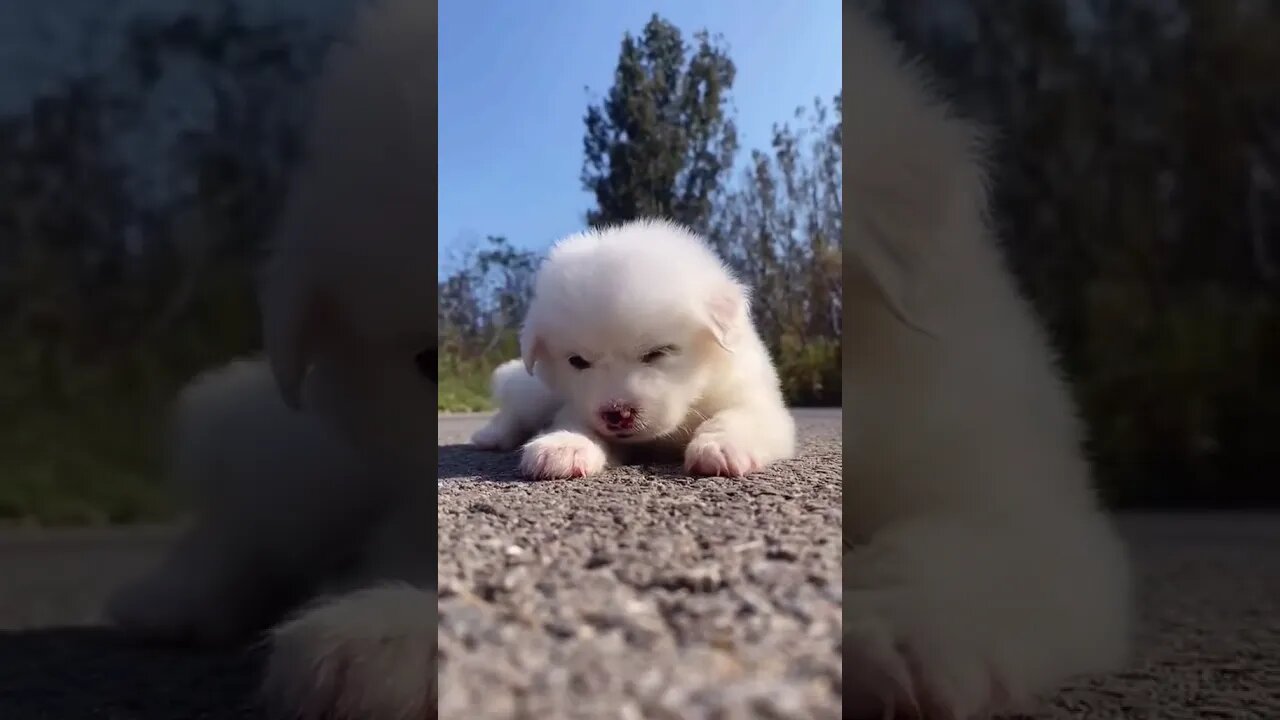 Cutest Puppy make a friend #shorts #cute #tiktok Funny videos 2021