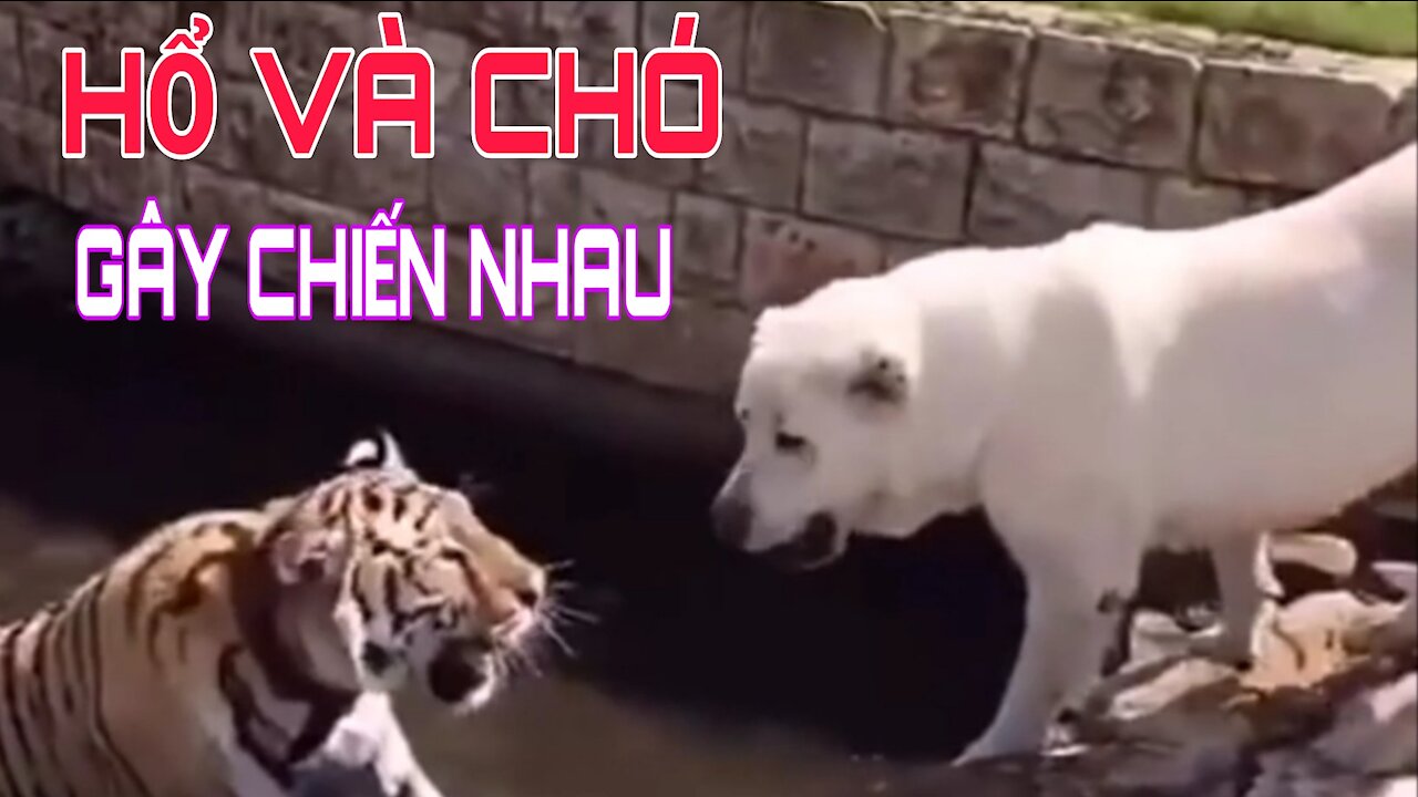 Tigers and Dogs War Worth Watching