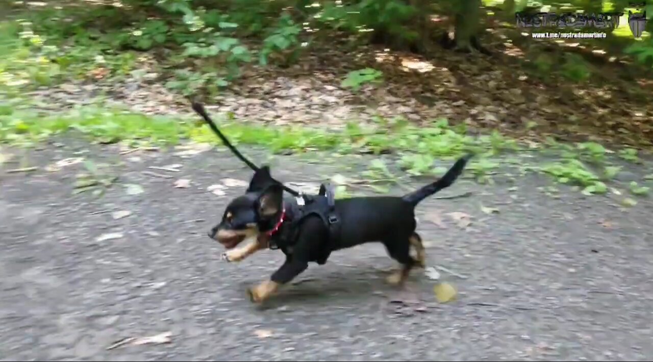 Intermède dans les bois avec Charlie