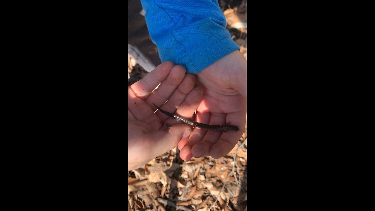 Sonny catches salamander at Whipps Ledges