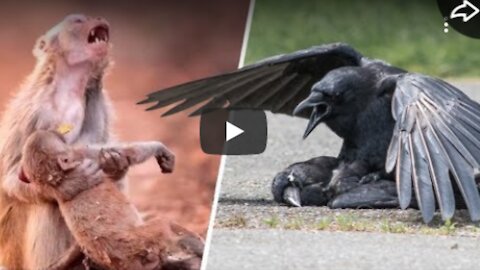 THIS IS HOW THE ANIMALS SAID GOODBYE TO THE DEAD