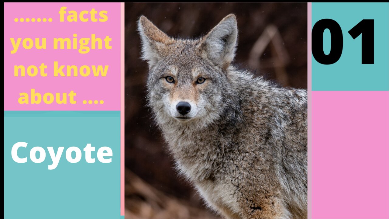 Facts You Don’t Know about Coyote 01