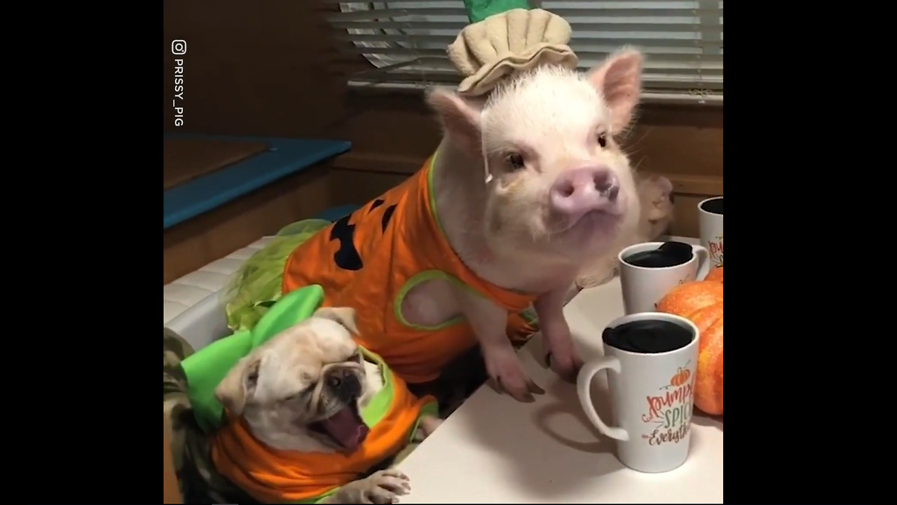 Halloween Pig Party With Extra Doggo 🎃🐷