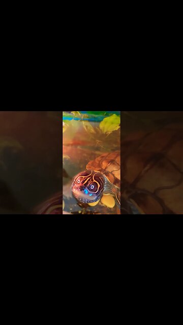 Turtle close up 🐢🐢 #pets #animals