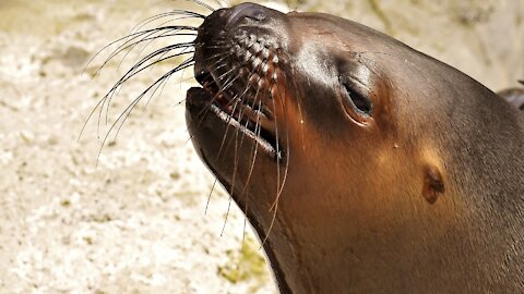 Rumble - Seal - Animals For Kids - Know The Animal