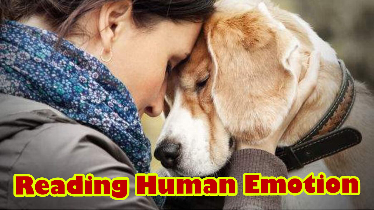 Dog sense - Reading human emotions
