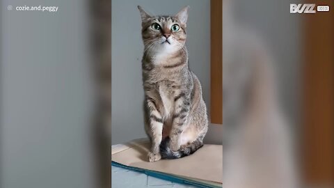 Cat ignores owner in 'stop petting your cat' challenge