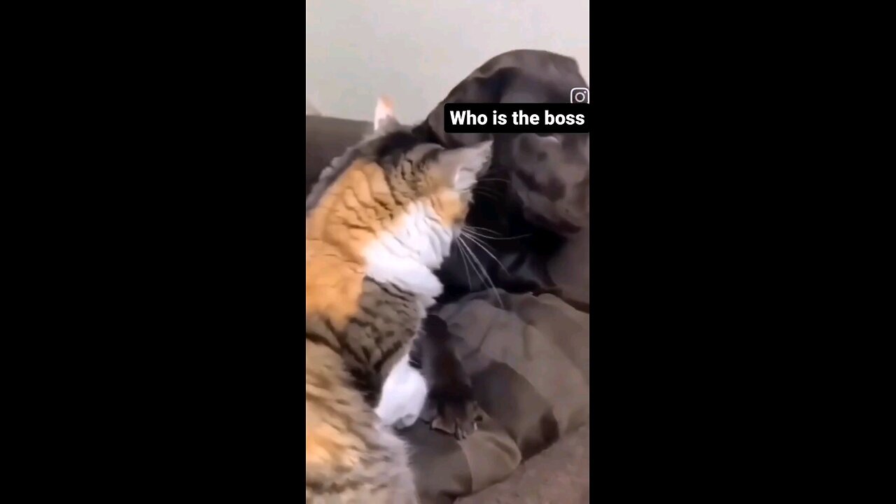 who is a boss cat and dog fight