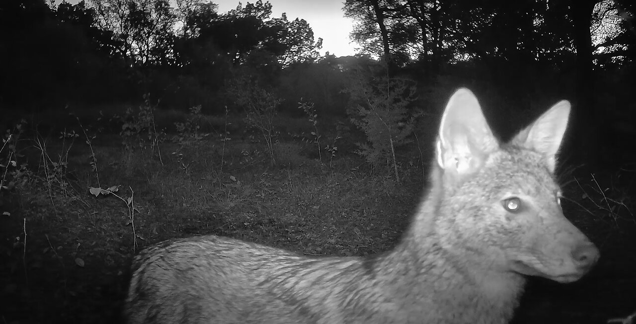 Coyote, Up Close