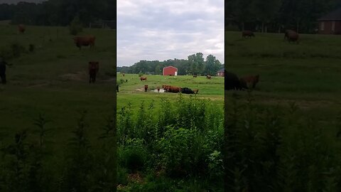 Cows in a Pond #silly #cows