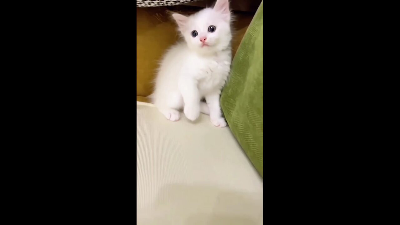 Cute kitten 🐈🐾