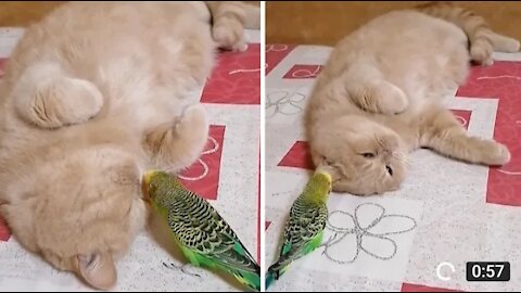 Parrot won_t give up on trying to befriend cat