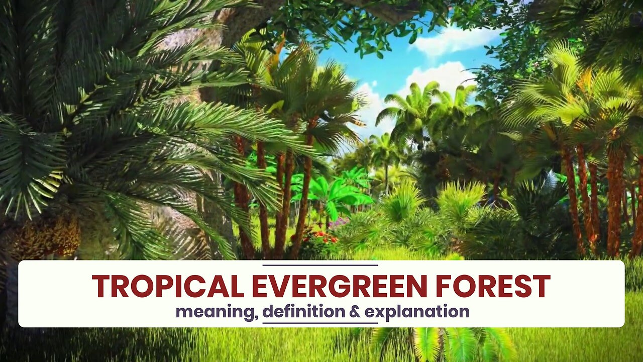 What is TROPICAL EVERGREEN FOREST?