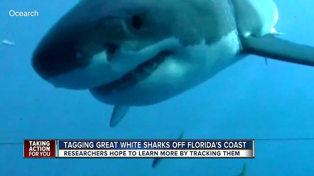 Mote scientists on great white shark tagging expedition to track migration and breeding patterns