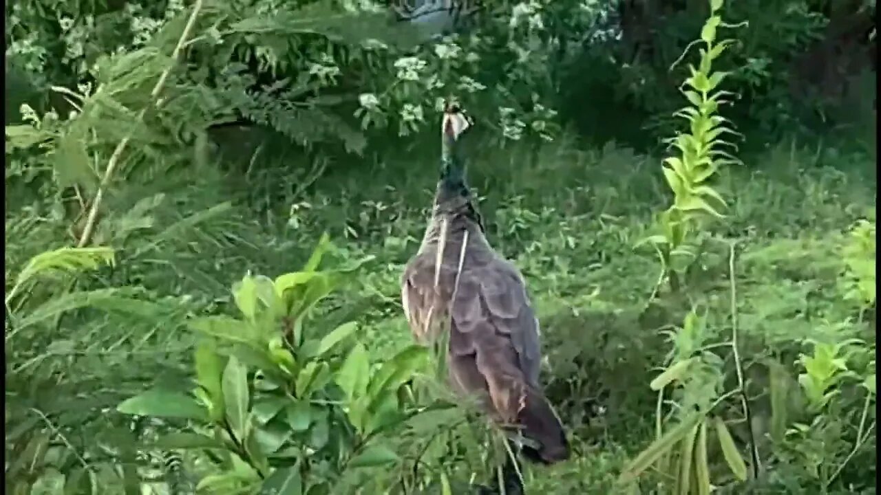 PEACOCK MAMA & BABY OUR NEIGHBORS