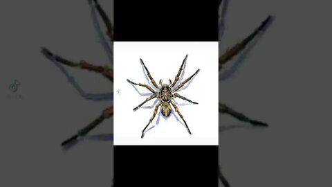Creepy Spiders 🕷