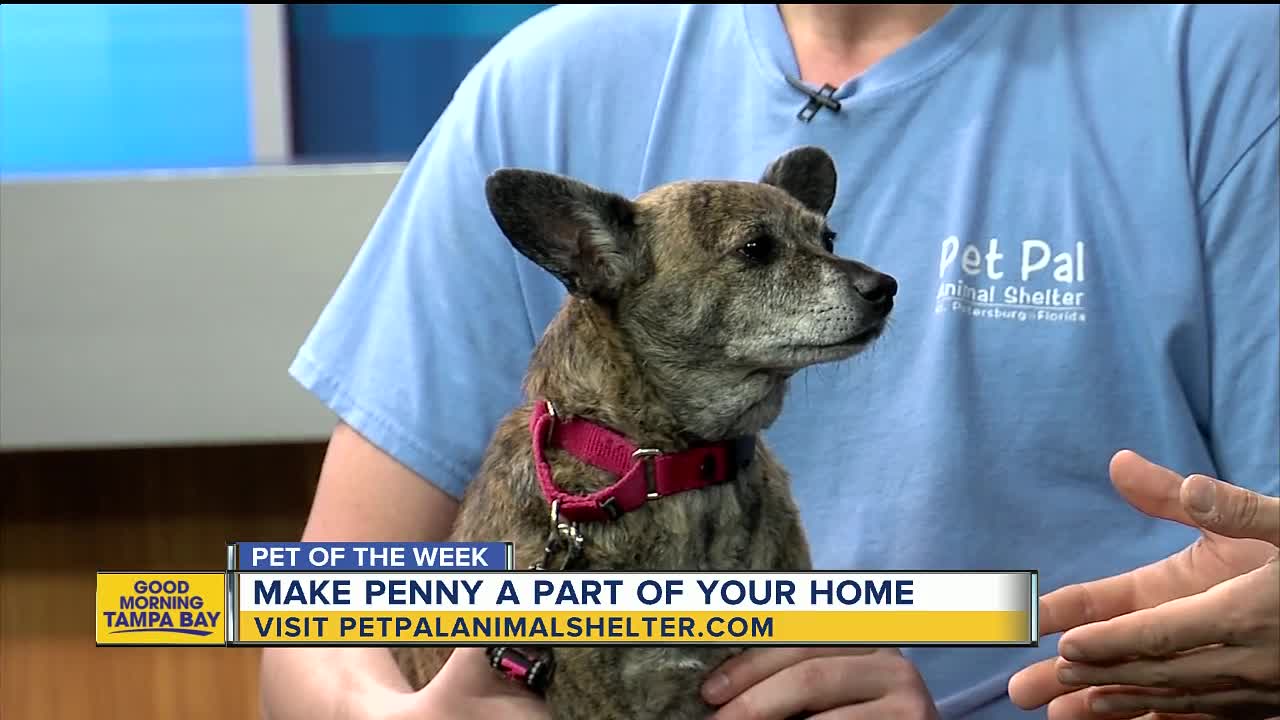 Pet of the week: Penny is an adorable girl needing a home