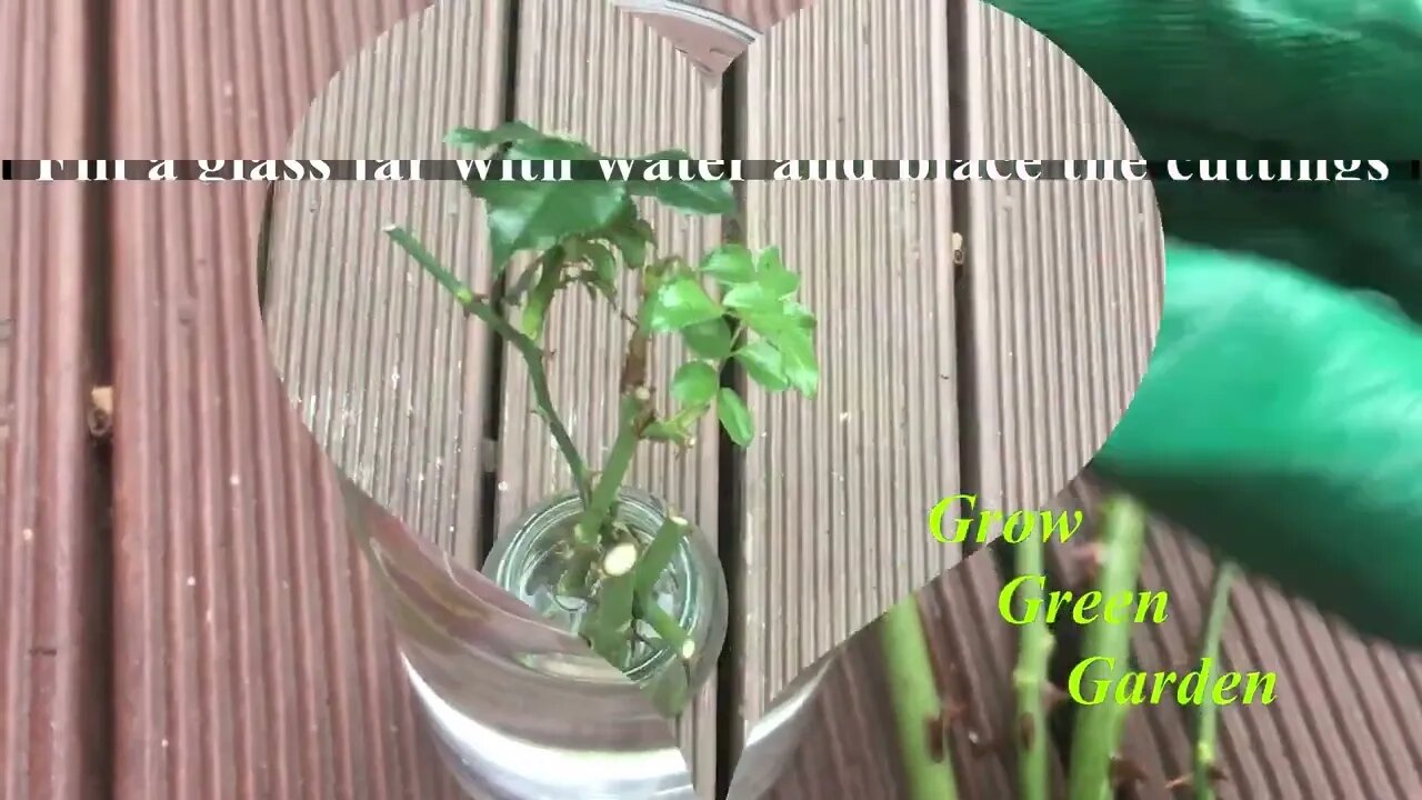 How to grow rose cuttings in water