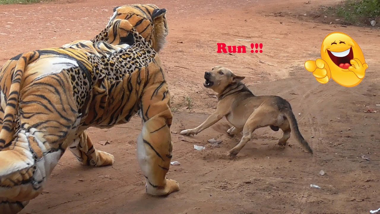 Dog runs of fake Tiger | absolutely funny 2022